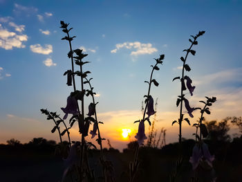 Low angle view of silhouette plants on land against sky during sunset