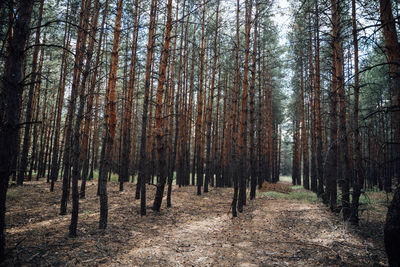 Trees in forest