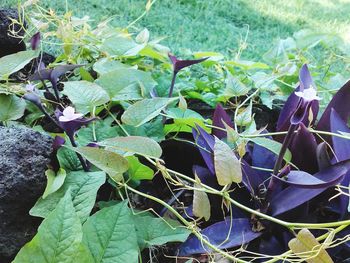 High angle view of purple flowers blooming outdoors