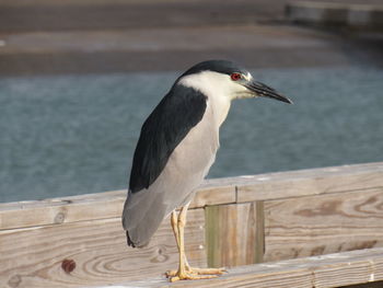 Close-up of seagull perching on railing