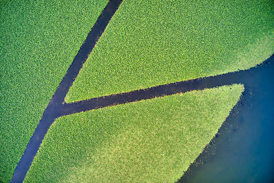 High angle view of leaf on field