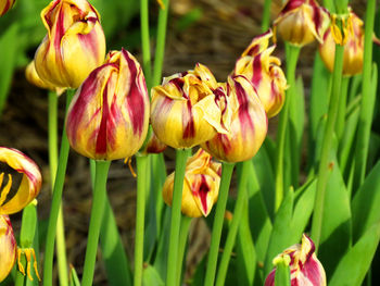 Close-up of yellow tulips on field