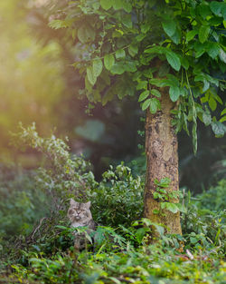 Close-up of tree trunk in forest