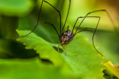 Close-up of insect on leaf