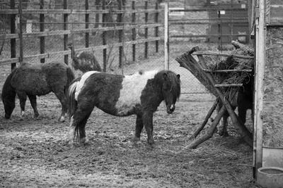 Horses standing in ranch