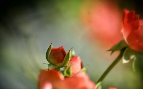 Close-up of red flower