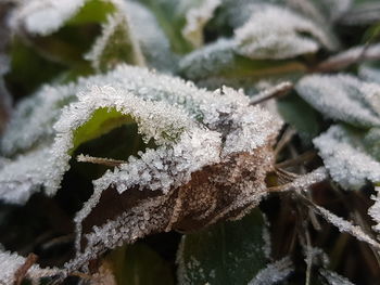 Close-up of frozen leaves during winter