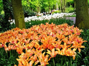 Yellow flowers in park