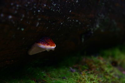 Close-up of fish swimming in sea