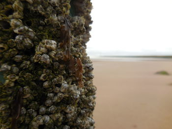 Close-up of berries on beach