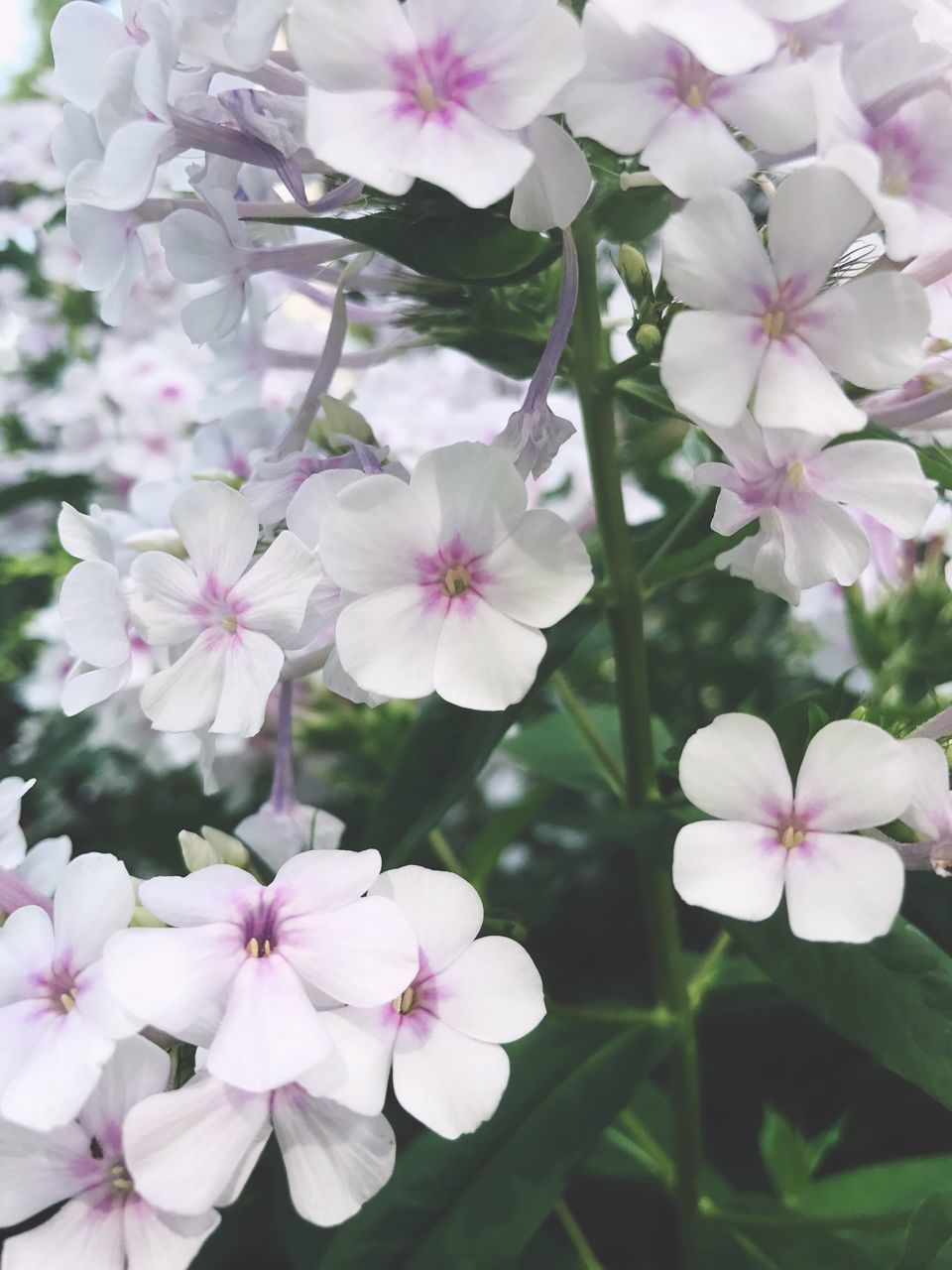 flower, petal, fragility, flower head, beauty in nature, growth, nature, no people, blooming, day, freshness, plant, outdoors, periwinkle, osteospermum, close-up