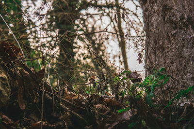 Close-up of trees growing in forest