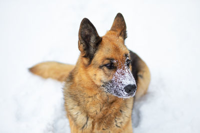 The dog lies on the white snow. the east european shepherd dog feels great in winter 