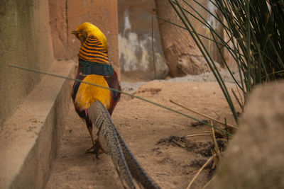 Golden pheasant taking a walk