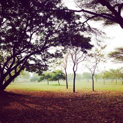 Bare trees on grassy field