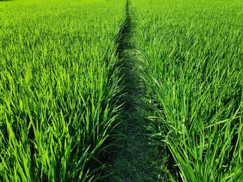 High angle view of crops growing on field