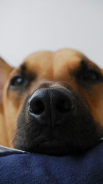 Close-up of a dog