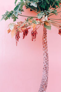 Close-up of pink flowering plant against wall