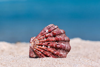 Close-up of seashell on beach against blue sky