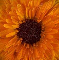 Full frame shot of orange flower