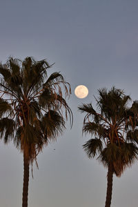 Low angle view of coconut palm tree against clear sky