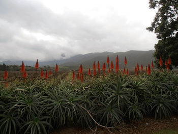 Plants growing on field against cloudy sky