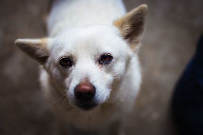 Close-up portrait of dog