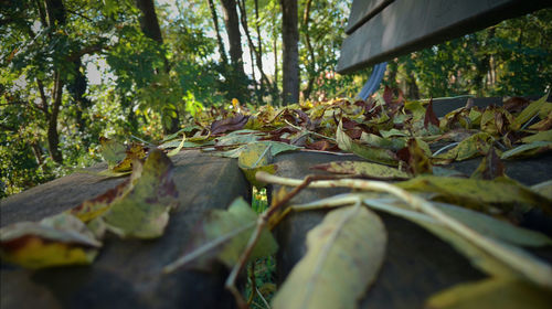 Close-up of plants in forest