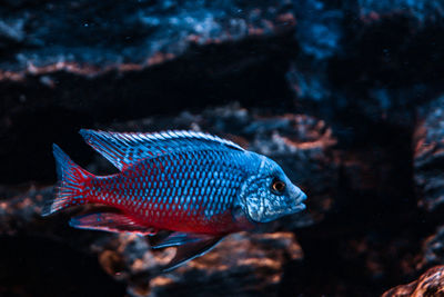 Close-up of fish swimming in sea