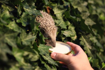 Close-up of hand feeding hedgehog