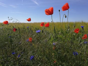 Red poppies on field against sky