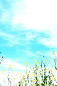 Low angle view of flowers against blue sky