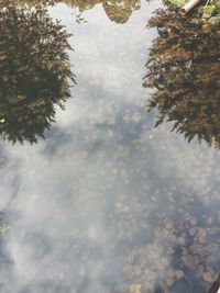 Reflection of trees in water