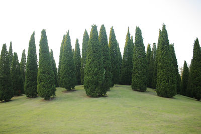 Panoramic view of trees on field against sky