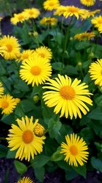 Close-up of yellow flowering plant