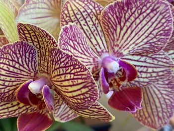 Close-up of purple orchids