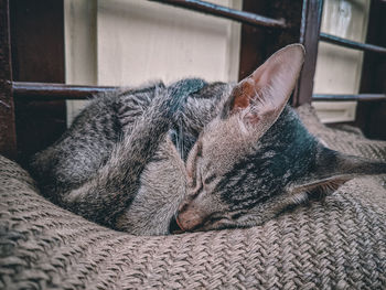 Close-up of a sleeping cat