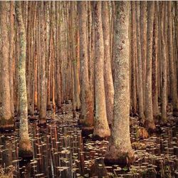 Trees in forest