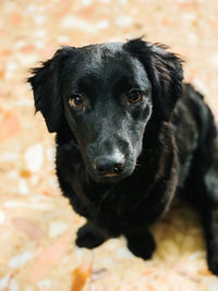 Close-up portrait of black dog