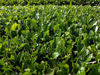 Close-up of fresh green plants in field