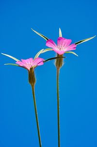 Close-up of pink flower against blue sky