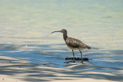 Seagull perching on a beach