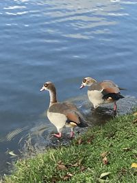 Ducks swimming in lake