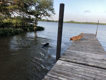 Labradors diving off dock and swimming in lake.
