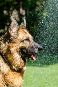 Close-up of dog yawning