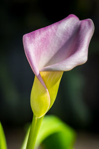 Close-up of yellow flower blooming outdoors