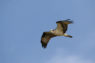 Low angle view of birds flying against blue sky