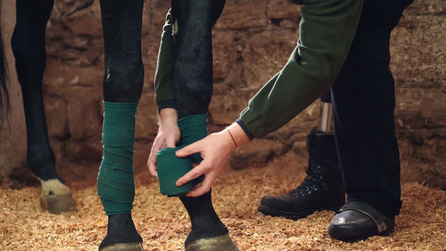 Close-up, a man bandaging horse's leg. horse legs are protected with bandages