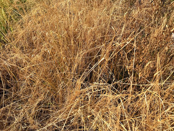 Full frame shot of dry plants on land