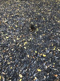 High angle view of leaves on beach